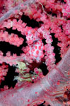 I am as pretty as this coral