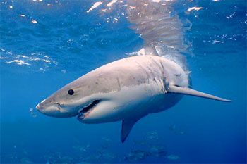 Bull Shark - photographed by underwater australasia member David Baxter