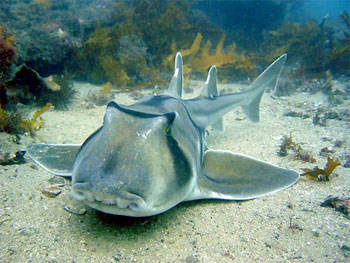 Port Jackson Shark - photographed by underwater australasia member Peter Perry