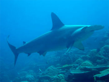 Scalloped Hammerhead Shark - photographed by underwater australasia member Michael Roet