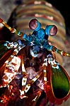 Colorful Mantis