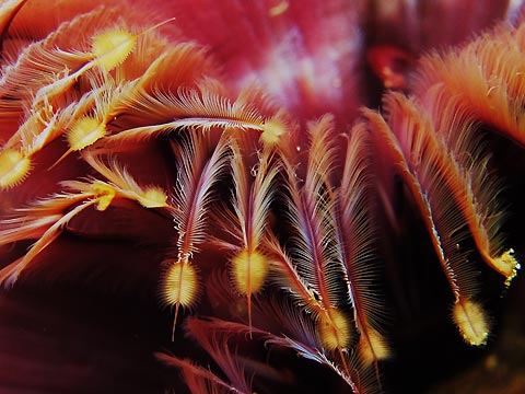 Jun Tagama with Underwater Petals, a close-up shot of a feather duster worm. Anilao, Philippines.