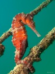 Seahorse showing me the ropes