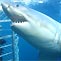 Rodney Fox Great White Shark Expeditions
