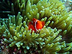 Nearly Nemo