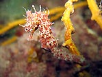 Short-head Seahorse
