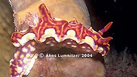 Seaslugs - Part III. Nudibranchs