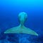 A Whale of a Tail (almost!)