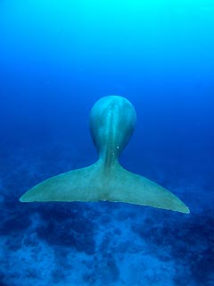 A Whale of a Tail (almost!)