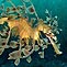 Leafy Seadragon at Rapid Bay Jetty