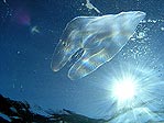 Alien Presence
