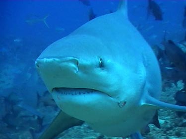 Revealing the secrets of the Bullshark in the South-Pacific