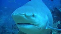 Revealing the secrets of the Bullshark in the South-Pacific