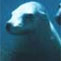 Jurien Dive