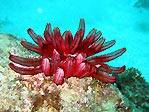 Flinders Featherstar