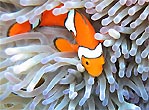 True Clownfish – Really