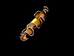 Flatworm afloat�