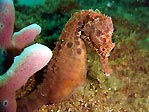 Far West Reef Seahorse
