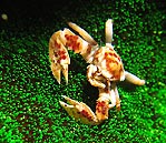 Porcelain Crab
