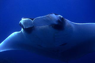 Mantarochen