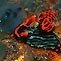 Dive Bali