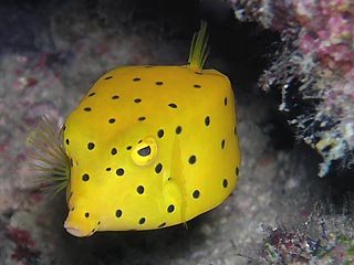 yellow_boxfish.jpg