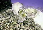 Cuttlefish Couple