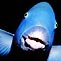 Blue Groper, Black Rock