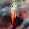 Fire Dart Fish