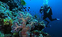 Diving the Solomons