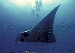 Manta