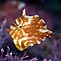 Pygmy Leatherjacket