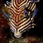 Shaw's Cowfish (female)