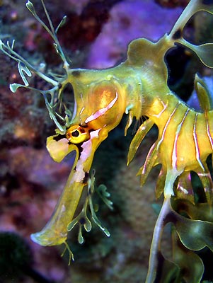 Leafy Sea Dragon
