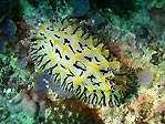Halgerda willeyi