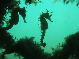 1976 55 hp johnson seahorse outboard service manual download seahorse