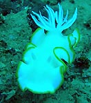 Nudi