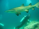 Grey Nurse Shark