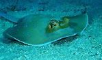 Blue-spotted Stingray