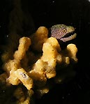 Moray Eel and sponge