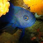 Blue Devilfish