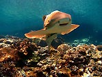 A Smiley Leopard Shark
