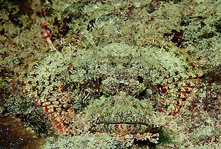 Scorpionfish