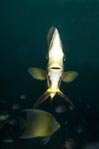 Batfish
