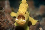 A yawning Yellow Frogfish, Lembeh Strait, Sulawesi, Indonesia