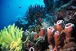 Healthy reef at Bunaken, Sulawesi, Indonesia