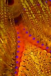 Fire Urchin