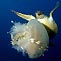Jellyfish dinner