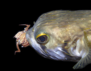 Porcupine Fish from Underwater Australasia Diving