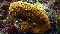 Sponges: More Than Just a Bathroom Accessory